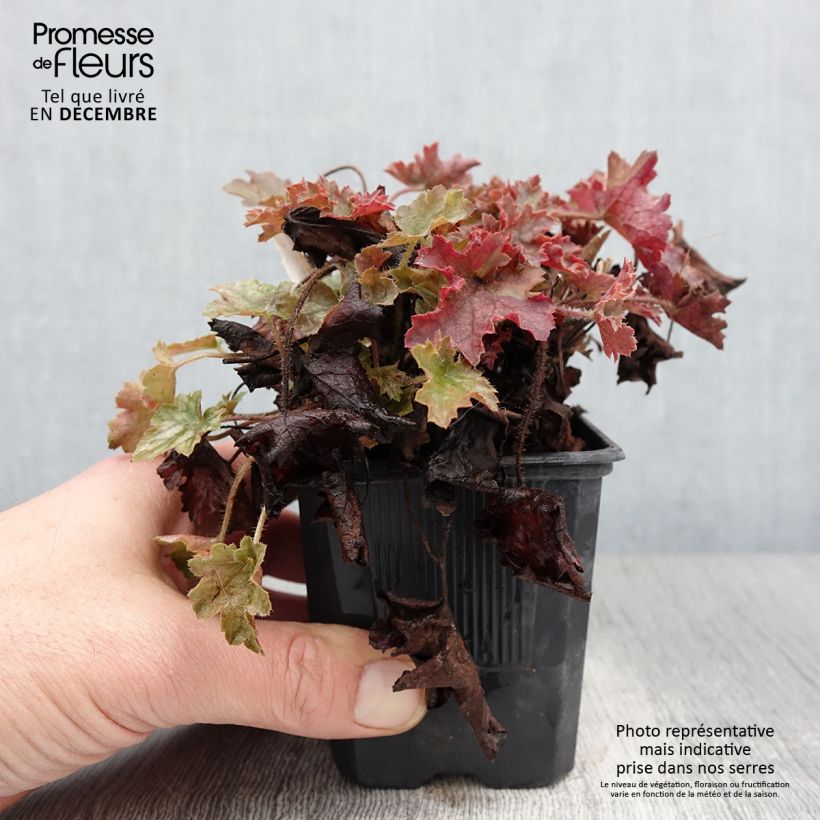 Amostra de Heuchera Ginger Ale Vaso de 8/9 cm tal como entregue no outono