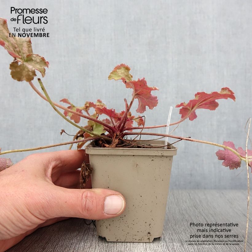 Amostra de Heuchera Ginger Peach Vaso de 8/9 cm tal como entregue no outono