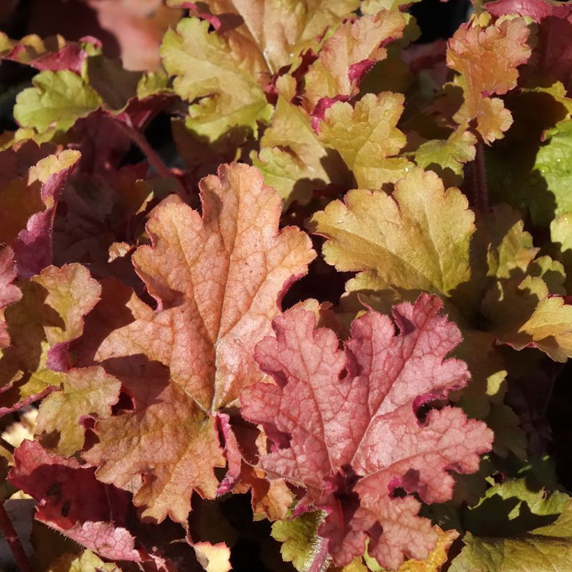 Heuchera Ginger Peach (Folhagem)