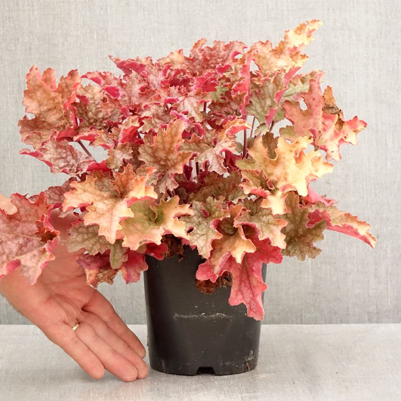 Amostra de Heuchera Ginger Peach Vaso de 1 L/1,5 L tal como entregue no outono