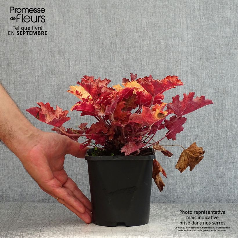 Amostra de Heuchera Ginger Peach Vaso de 1 L/1,5 L tal como entregue no verão