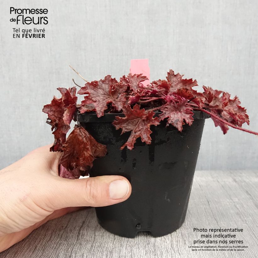 Amostra de Heuchera Ginger Peach Vaso de 1 L/1,5 L tal como entregue no inverno