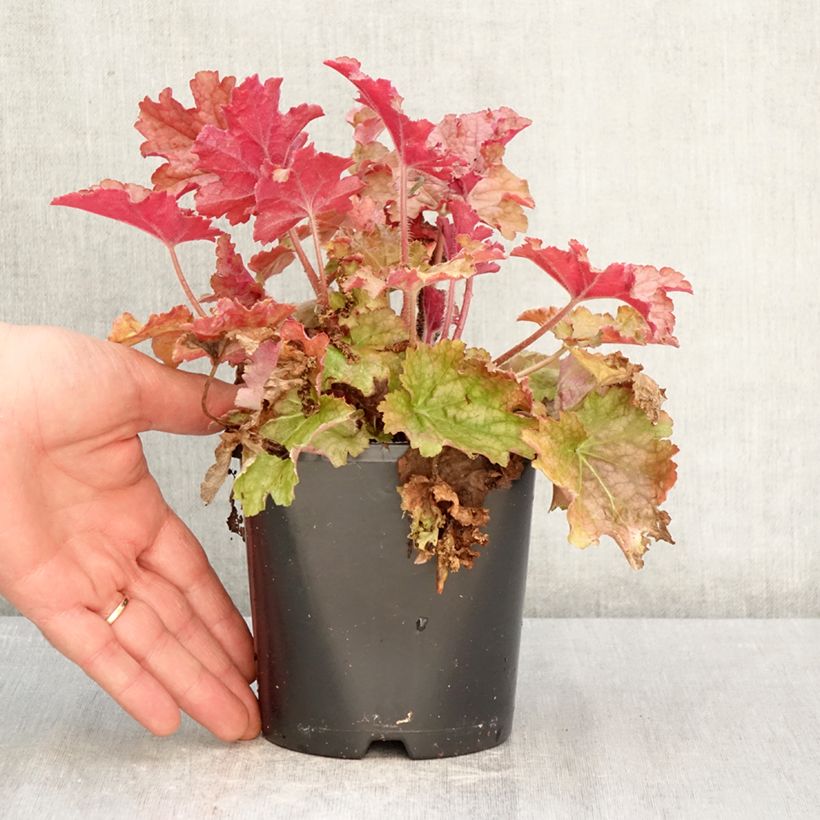 Amostra de Heuchera Ginger Peach Vaso de 1 L/1,5 L tal como entregue na primavera