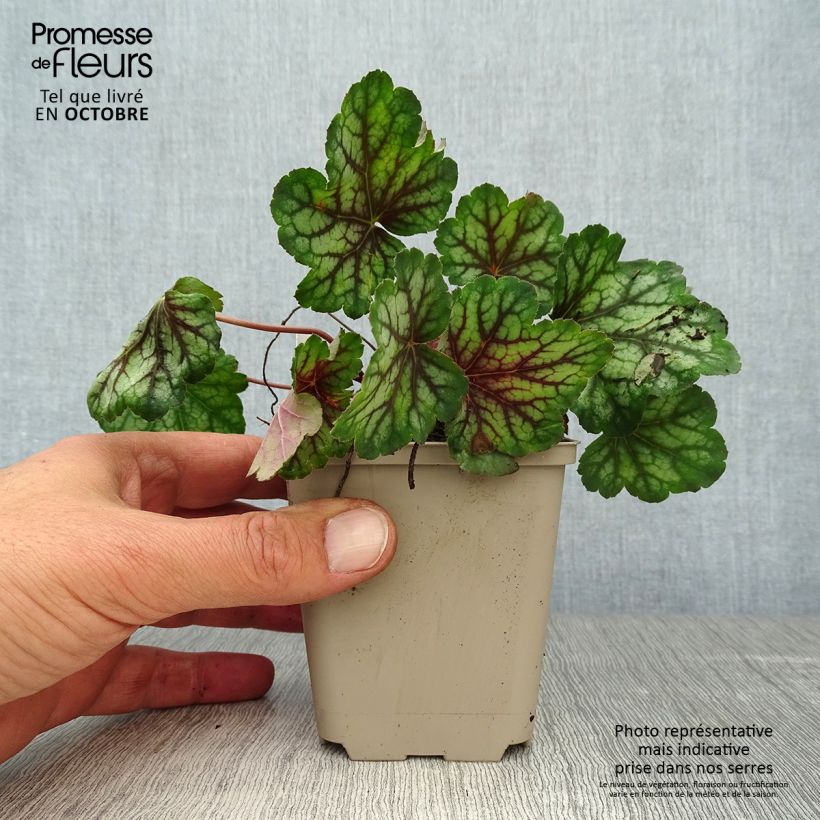 Amostra de Heuchera Green Spice Vaso de 8/9 cm tal como entregue no outono