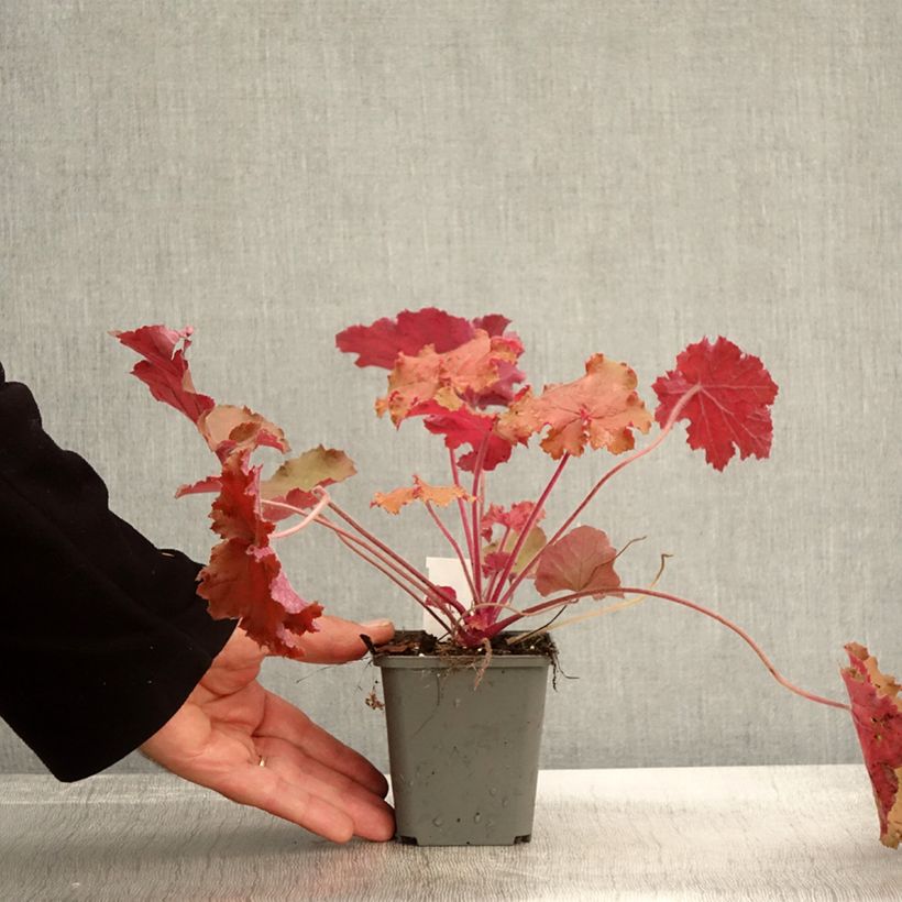 Amostra de Heuchera Kassandra Vaso de 8/9 cm tal como entregue no outono