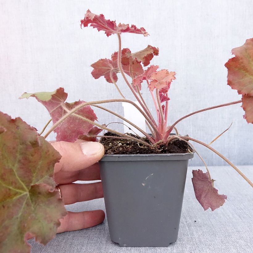Amostra de Heuchera Kassandra Vaso de 8/9 cm tal como entregue na primavera