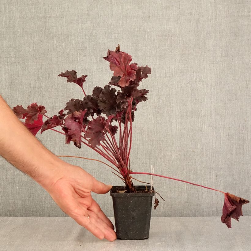 Amostra de Heuchera Dark Secret Vaso de 8/9 cm tal como entregue no outono