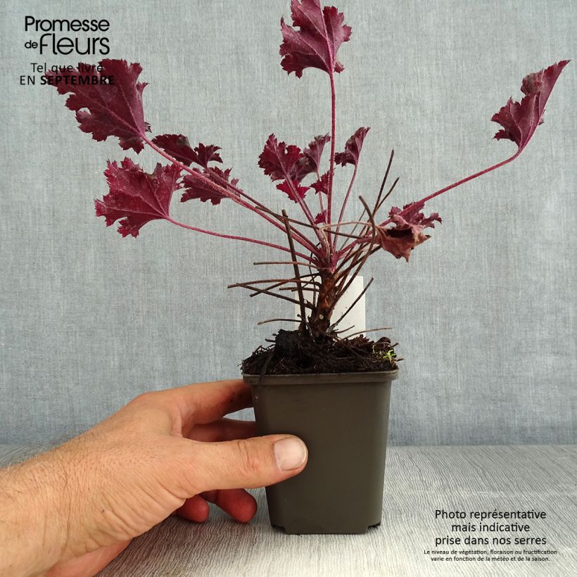 Amostra de Heuchera Dark Secret Vaso de 8/9 cm tal como entregue no verão