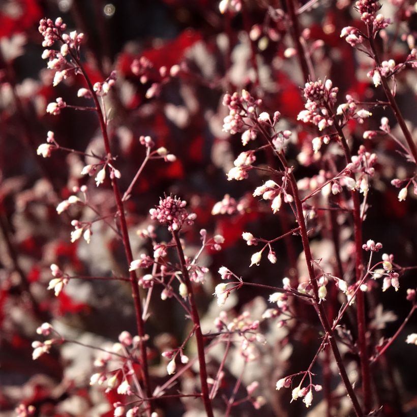 Heuchera Dark Secret (Floração)