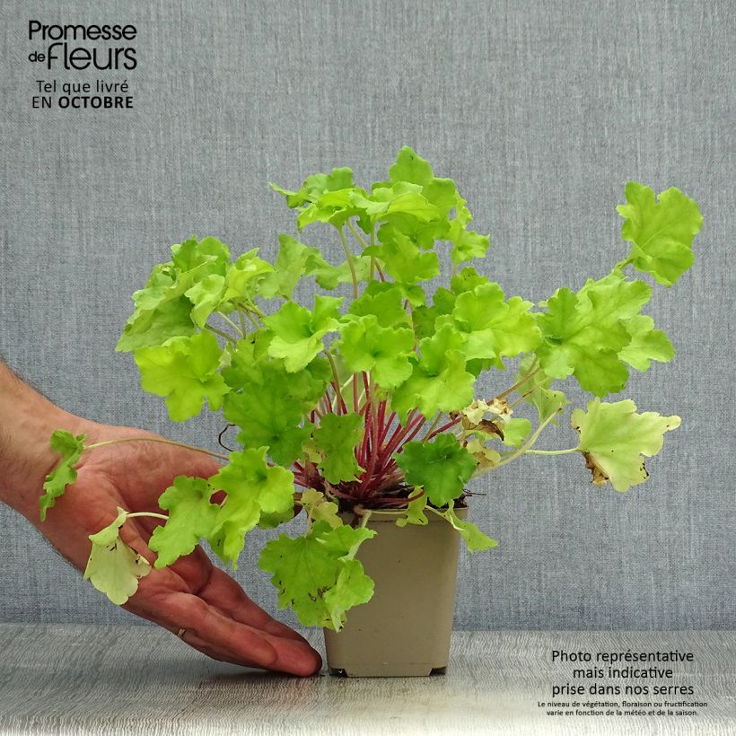 Amostra de Heuchera Lime Marmalade Vaso de 8/9 cm tal como entregue no outono