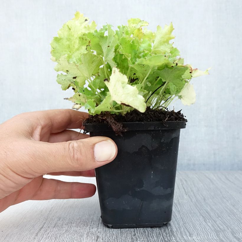 Amostra de Heuchera Lime Rickey Vaso de 8/9 cm tal como entregue no verão