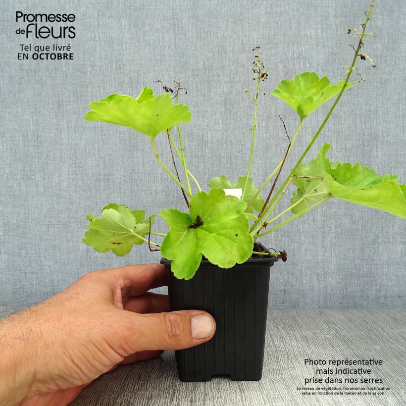 Amostra de Heuchera Little Cutie Blondie in Lime Vaso de 8/9 cm tal como entregue no outono