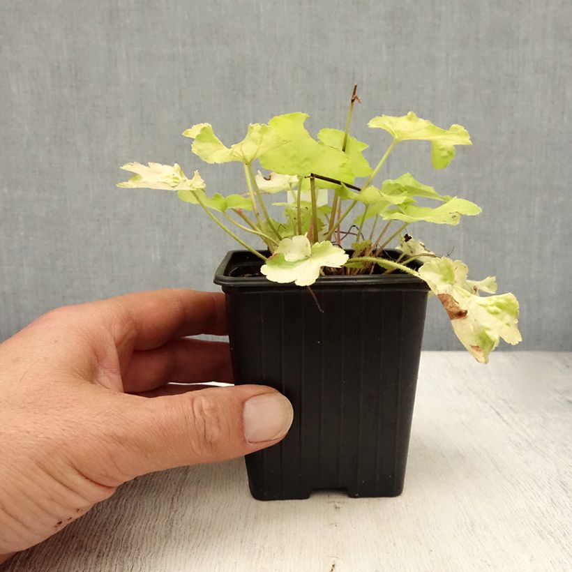 Amostra de Heuchera Little Cutie Blondie in Lime Vaso de 8/9 cm tal como entregue no verão