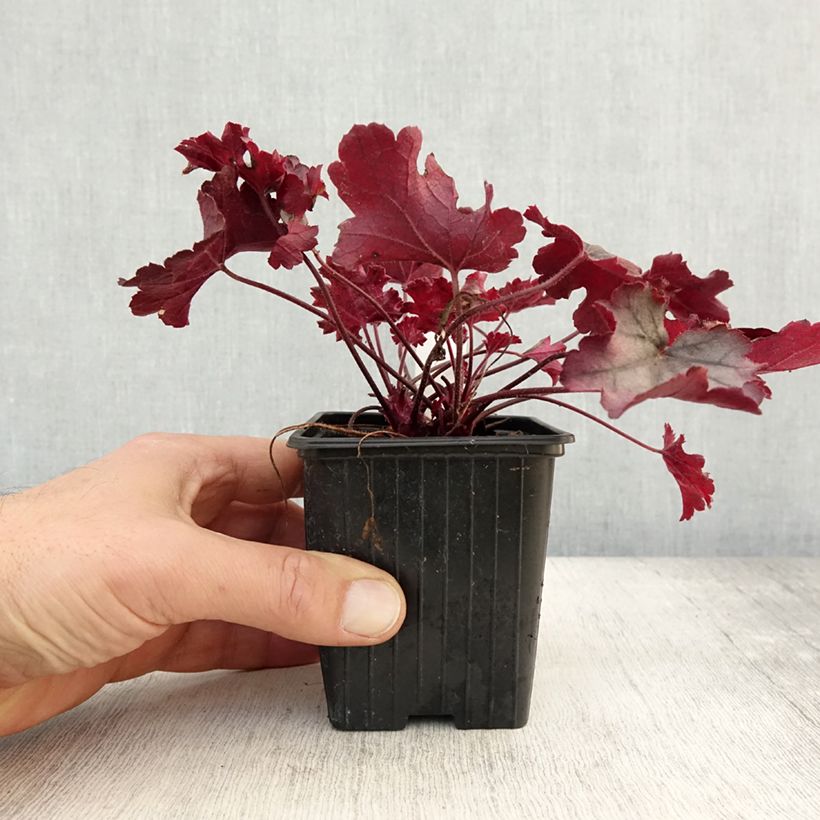 Amostra de Heuchère - Heuchera Little Cuties Sugar Berry Godet de 8/9 cm tal como entregue no outono