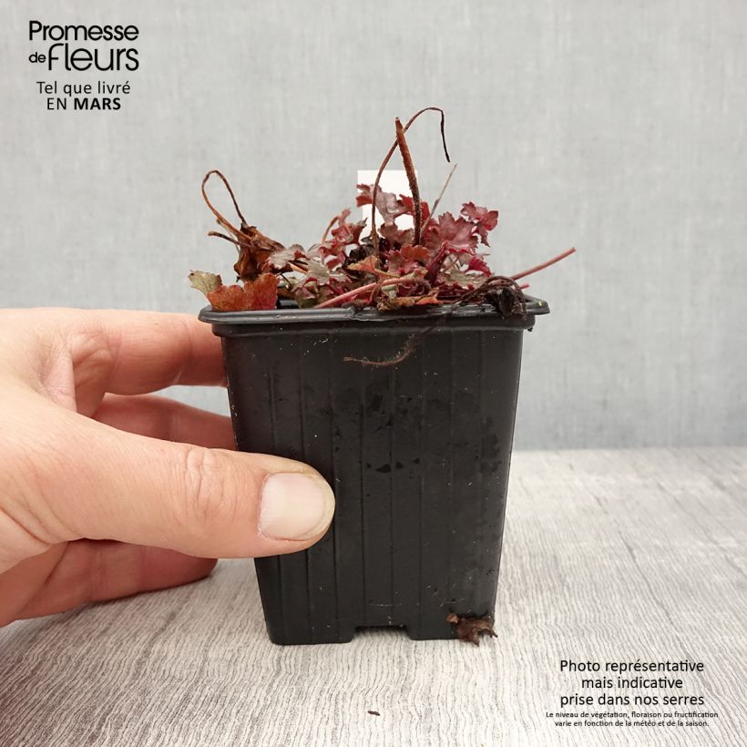 Amostra de Heuchera Little Cuties Sugar Berry - Sino-de-coral Vaso de 8/9 cm tal como entregue na primavera