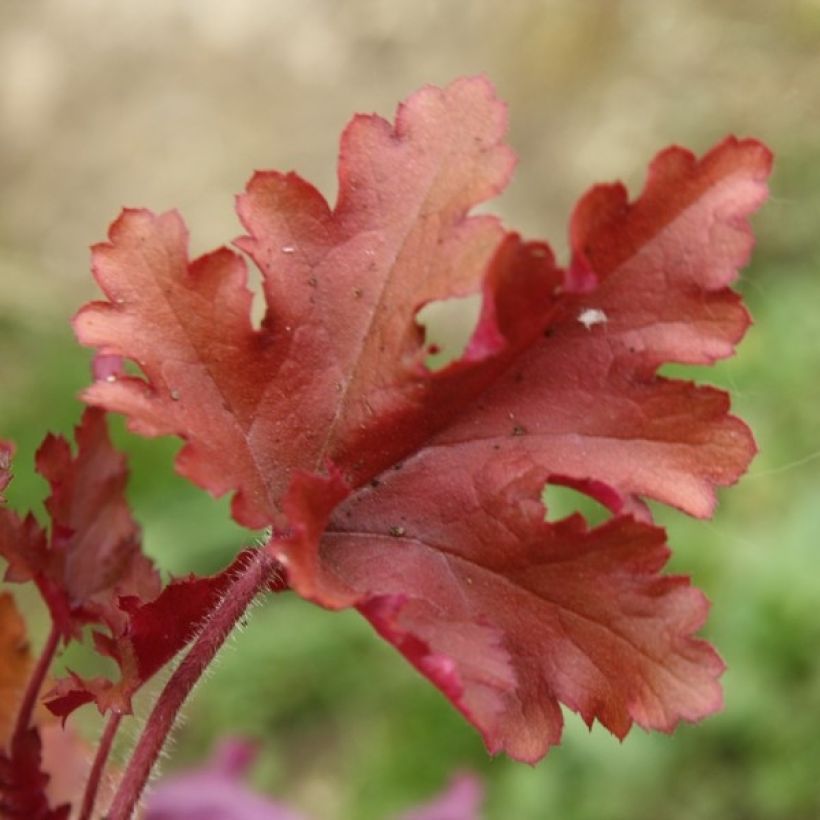 Heuchera Marmelade (Folhagem)