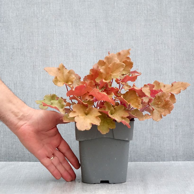 Amostra de Heuchera Marmelade Vaso de 2 L/3 L tal como entregue no outono