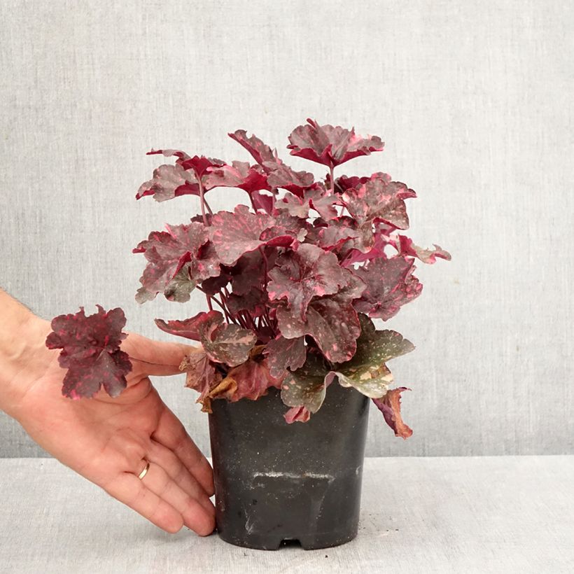 Amostra de Heuchera Midnight Rose - Sino-de-coral Vaso de 1,5 L/2 L tal como entregue no outono