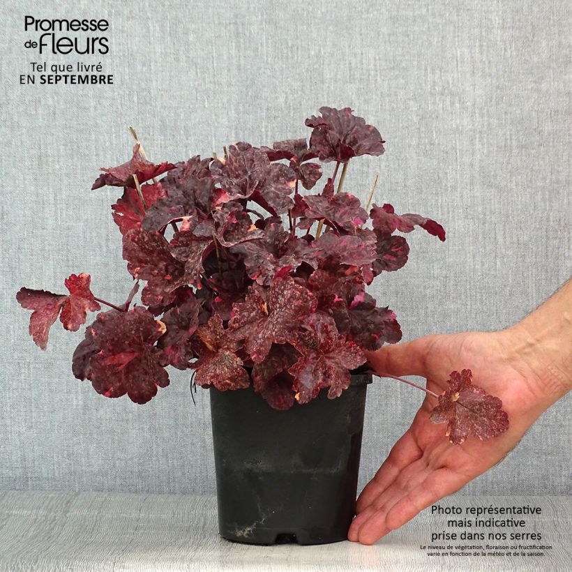 Amostra de Heuchera Midnight Rose Vaso de 1,5 L/2 L tal como entregue no verão
