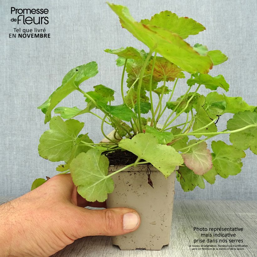 Amostra de Heuchera Miracle Vaso de 8/9 cm tal como entregue no outono