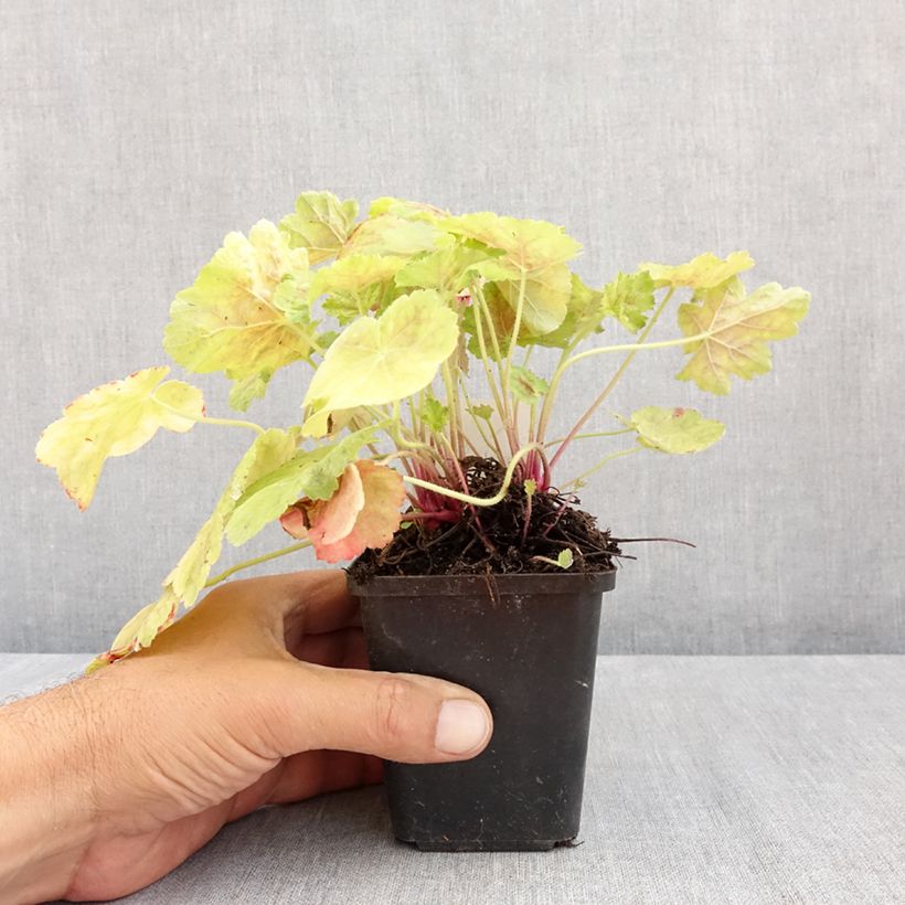 Amostra de Heuchera Miracle Vaso de 8/9 cm tal como entregue no verão