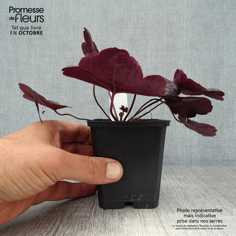 Amostra de Heuchera Obsidian Vaso de 8/9 cm tal como entregue no outono