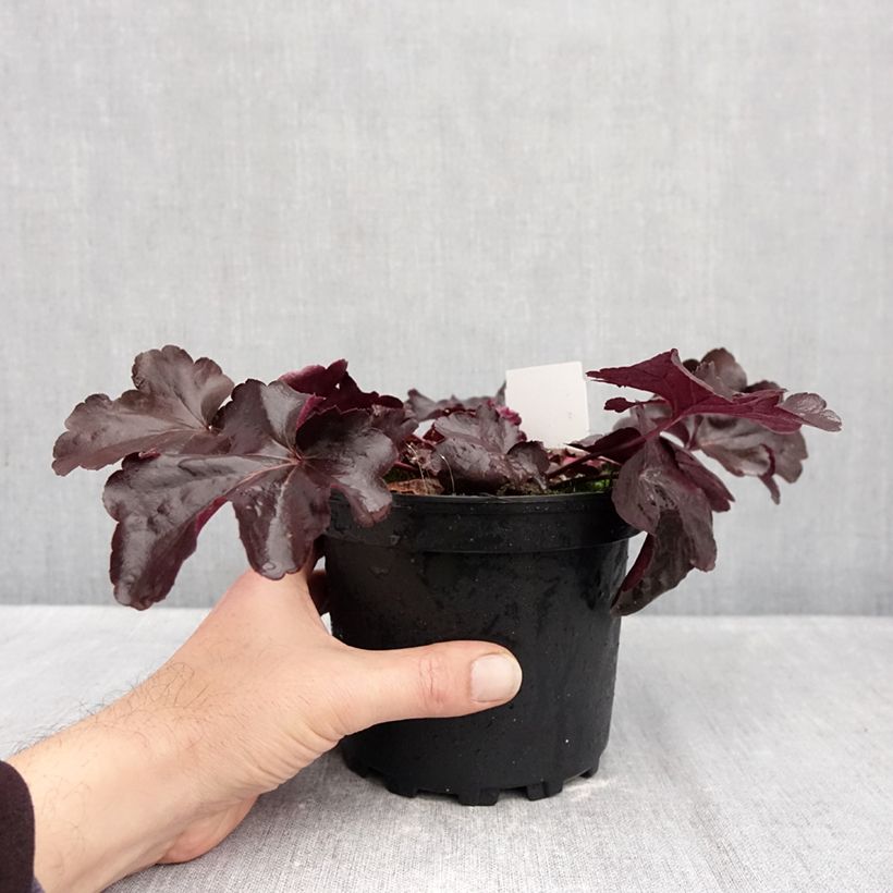 Amostra de Heuchera Obsidian Vaso de 1,5 L/2 L tal como entregue no outono