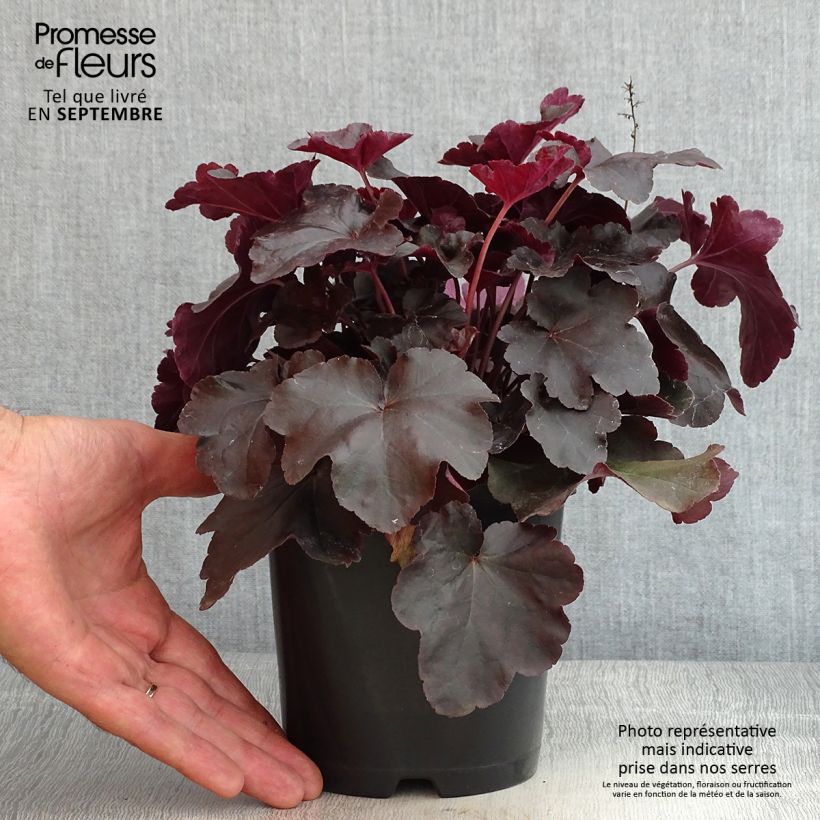 Amostra de Heuchera Obsidian Vaso de 1,5 L/2 L tal como entregue no verão