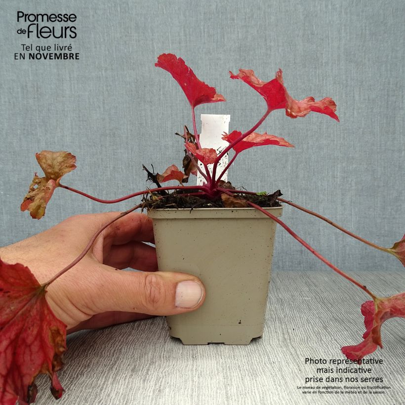Amostra de Heuchera Paprika Vaso de 8/9 cm tal como entregue no outono