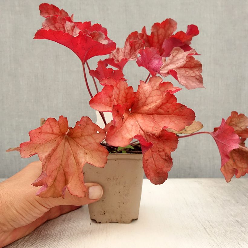Amostra de Heuchera Paprika Vaso de 8/9 cm tal como entregue no verão