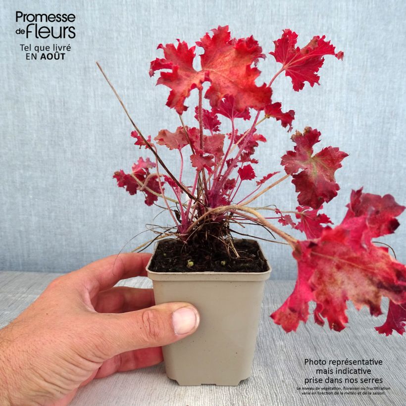 Amostra de Heuchera Peach Crisp Vaso de 8/9 cm tal como entregue no verão