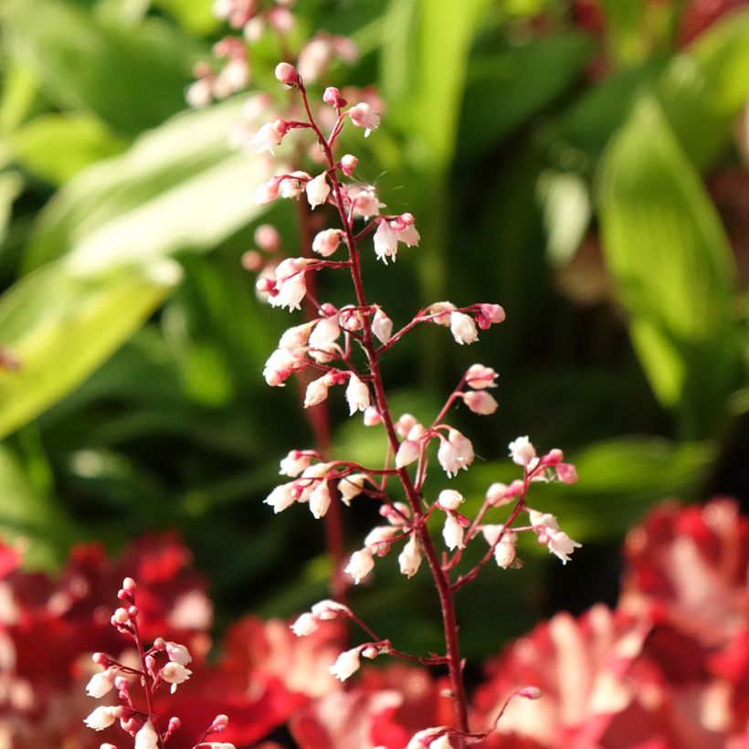 Heuchera Peach Crisp (Floração)