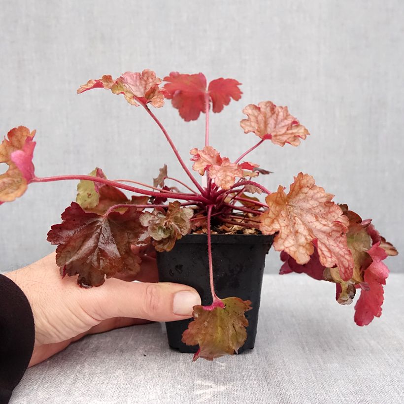 Amostra de Heuchera Peach Flambé Vaso de 8/9 cm tal como entregue no outono