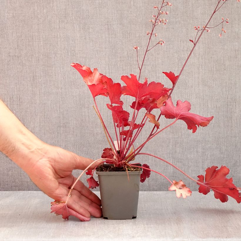 Amostra de Heuchera Peach Flambé Vaso de 8/9 cm tal como entregue no verão