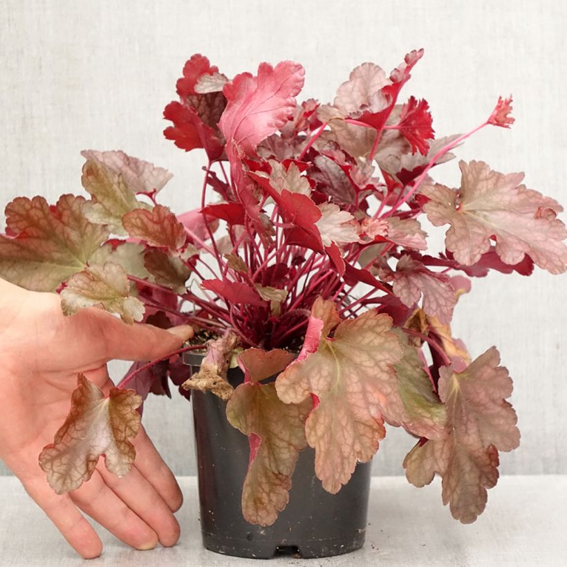 Amostra de Heuchera Peach Flambé Vaso de 1,5 L/2 L tal como entregue no outono