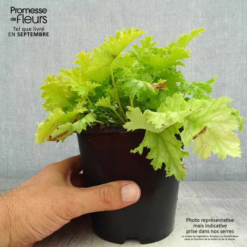 Amostra de Heuchera Peach Flambé Vaso de 1,5 L/2 L tal como entregue no verão