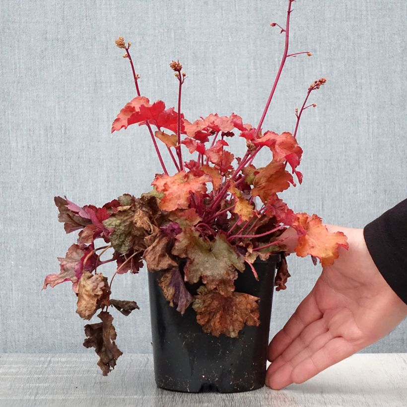 Amostra de Heuchera Peach Flambé Vaso de 1,5 L/2 L tal como entregue na primavera