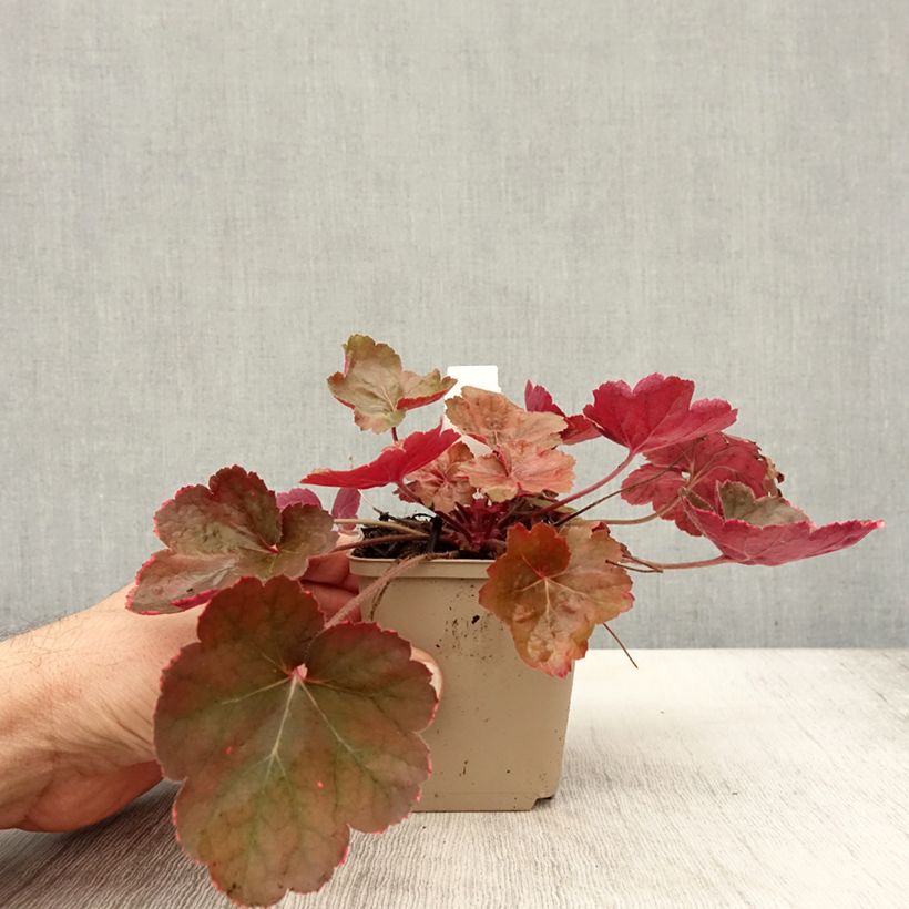 Amostra de Heuchera Pink Pearls Vaso de 8/9 cm tal como entregue no outono