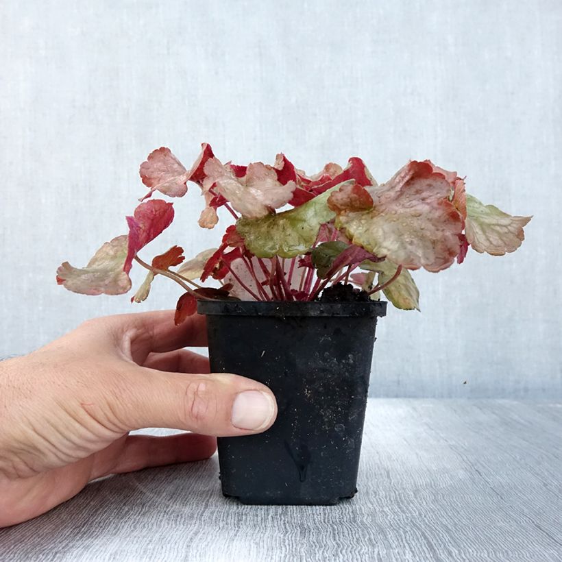 Amostra de Heuchera Pinot Gris Vaso de 8/9 cm tal como entregue no outono
