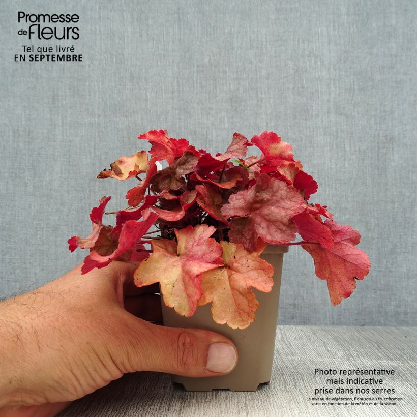 Amostra de Heuchera Pinot Gris Vaso de 8/9 cm tal como entregue no verão