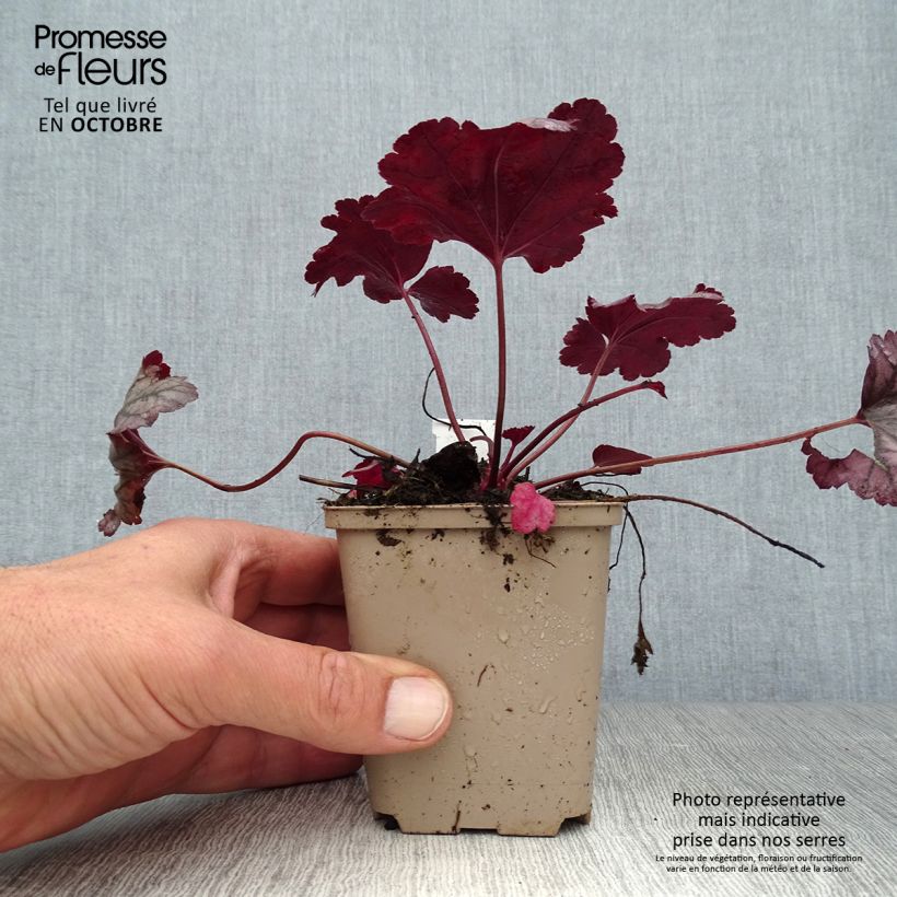 Amostra de Heuchera Plum Royale Vaso de 8/9 cm tal como entregue no outono