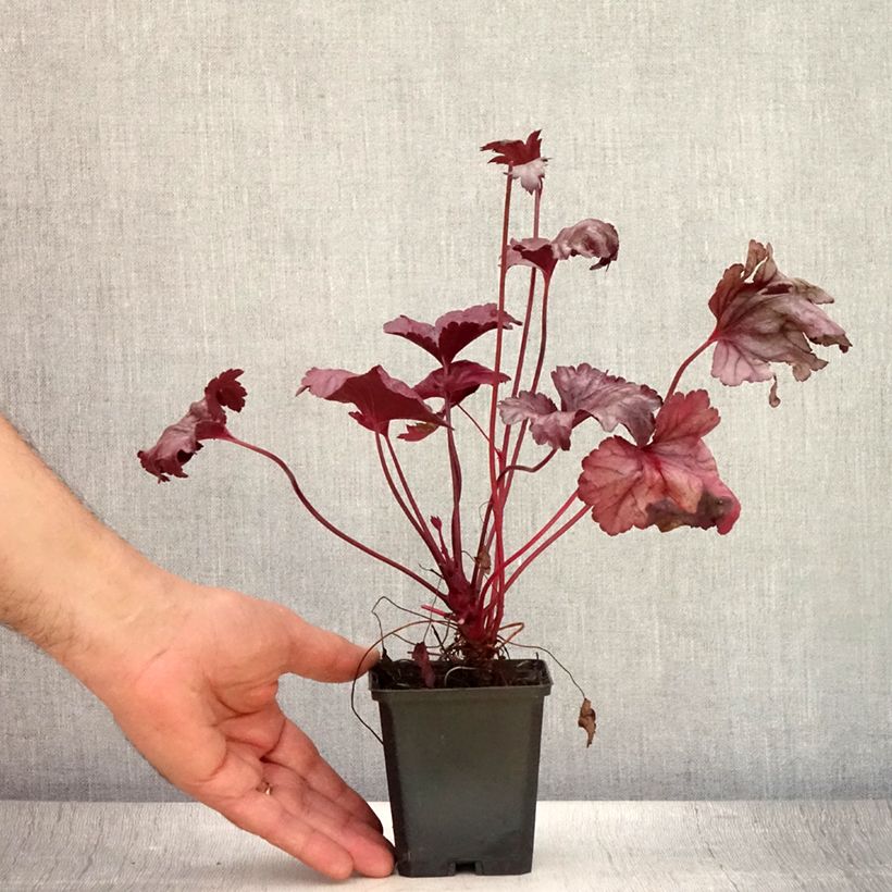 Amostra de Heuchera Plum Royale Vaso de 8/9 cm tal como entregue no verão