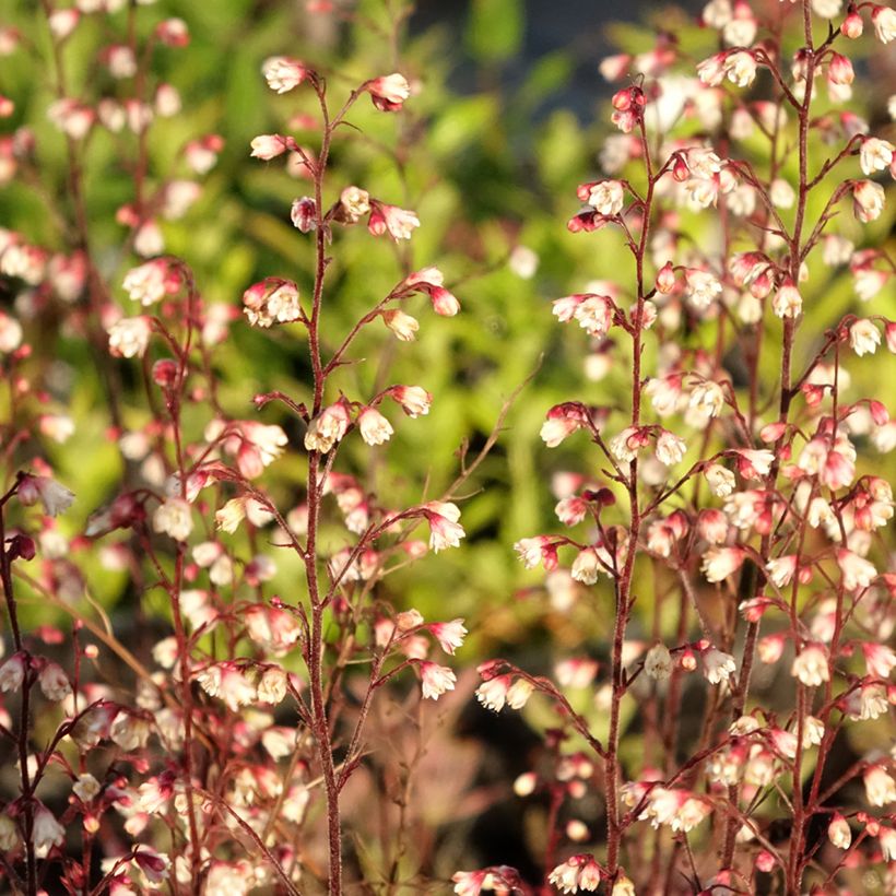Heuchera Plum Royale (Folhagem)