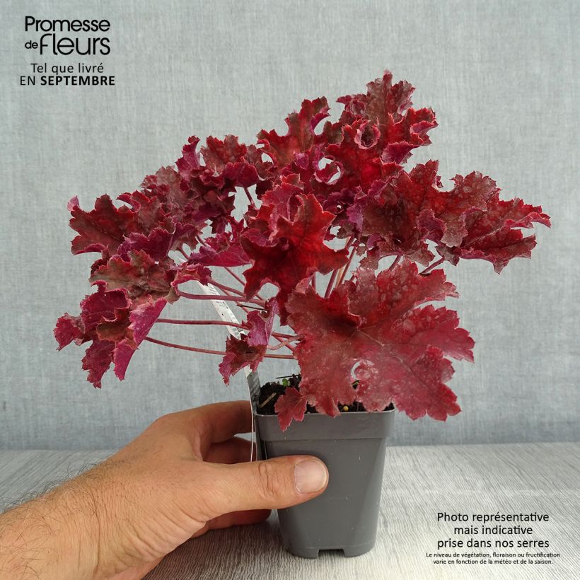 Amostra de Heuchera Purple Petticoats Vaso de 8/9 cm tal como entregue no verão