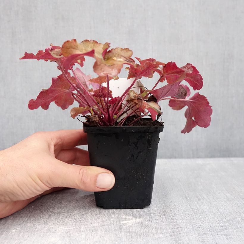 Amostra de Heuchera Red Sea® Vaso de 8/9 cm tal como entregue no outono