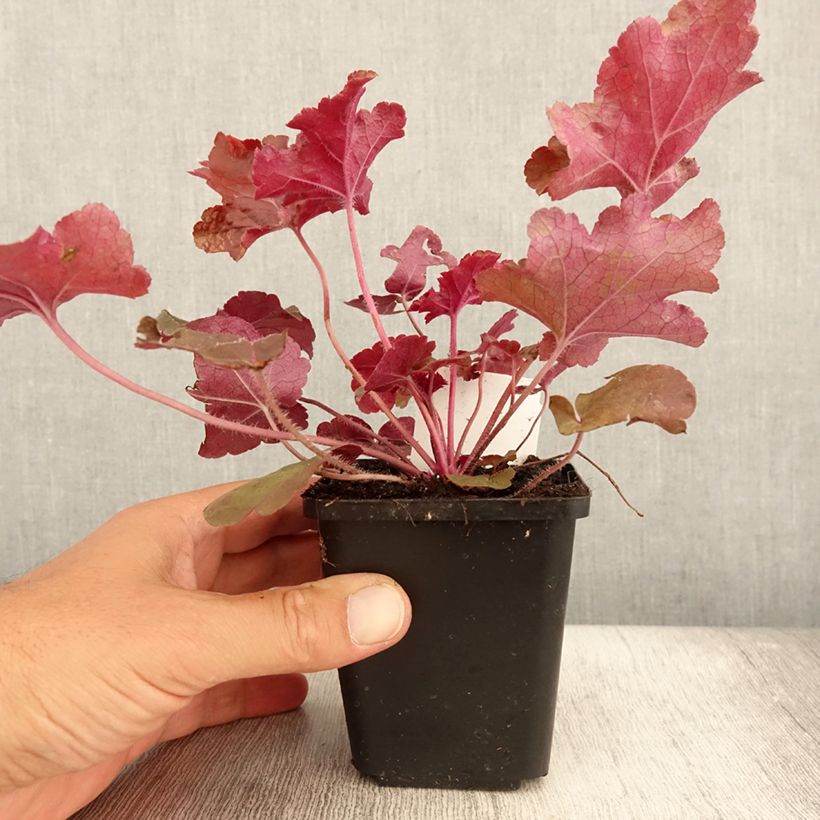 Amostra de Heuchera Red Sea® Vaso de 8/9 cm tal como entregue no verão