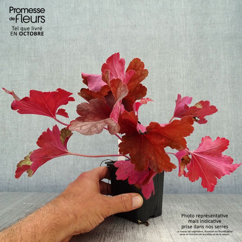 Amostra de Heuchera Rio® Vaso de 7/8 cm tal como entregue no outono