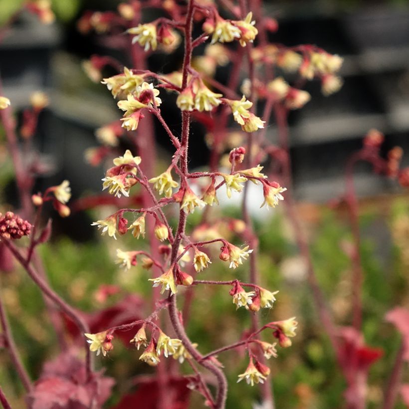 Heuchera Root Beer (Floração)