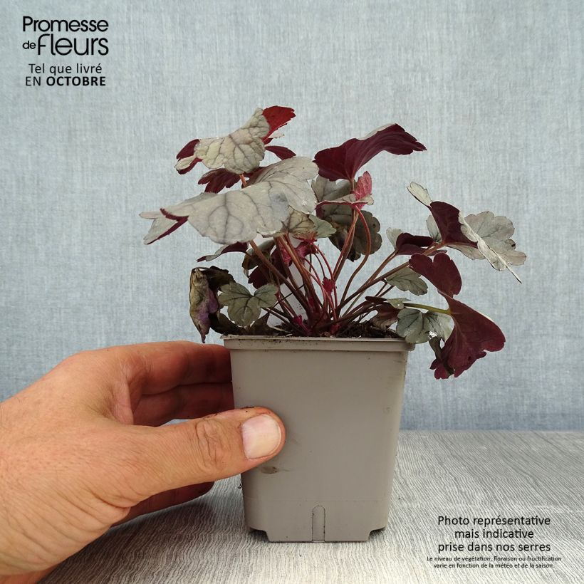 Amostra de Heuchera Silver Gumdrop Vaso de 8/9 cm tal como entregue no outono