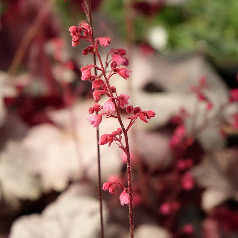 Heuchera Silver Gumdrop (Floração)